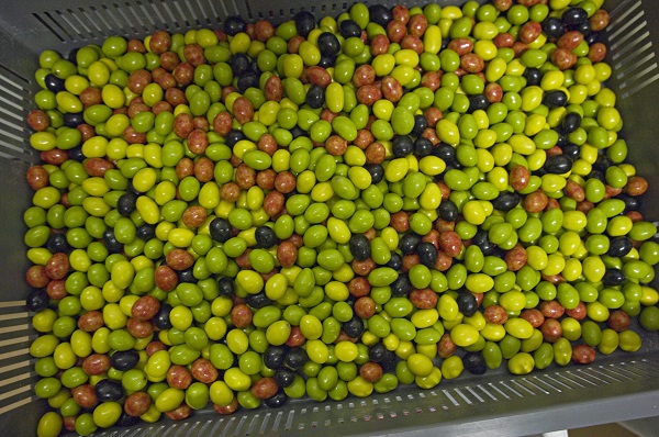 Assortiment d"olives en chocolat